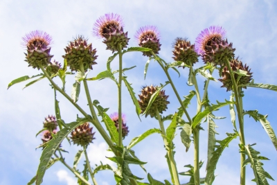 植物部位をまるごとつかう「ホールフード」です