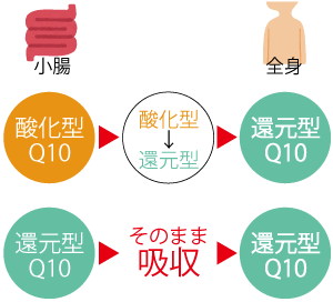 還元型と酸化型コエンザイムQ10イメージ